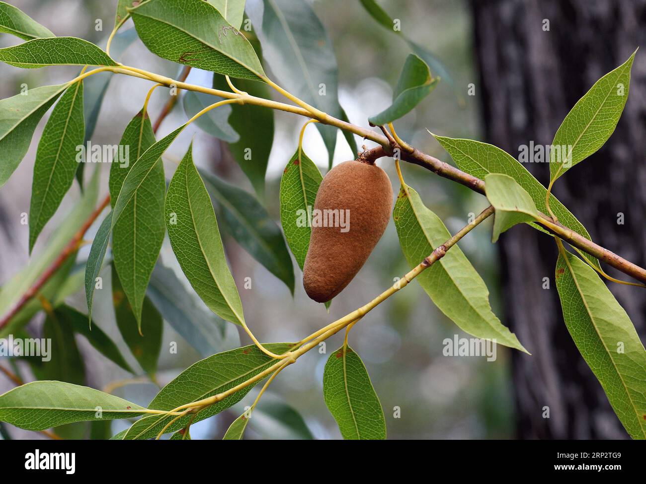 Ruggine colorata vellutata frutto in via di sviluppo della pera legnosa nativa australiana, Xylomelum pyriforme, famiglia Proteaceae, nella foresta di sclerofilla aperta di Sydney. Foto Stock