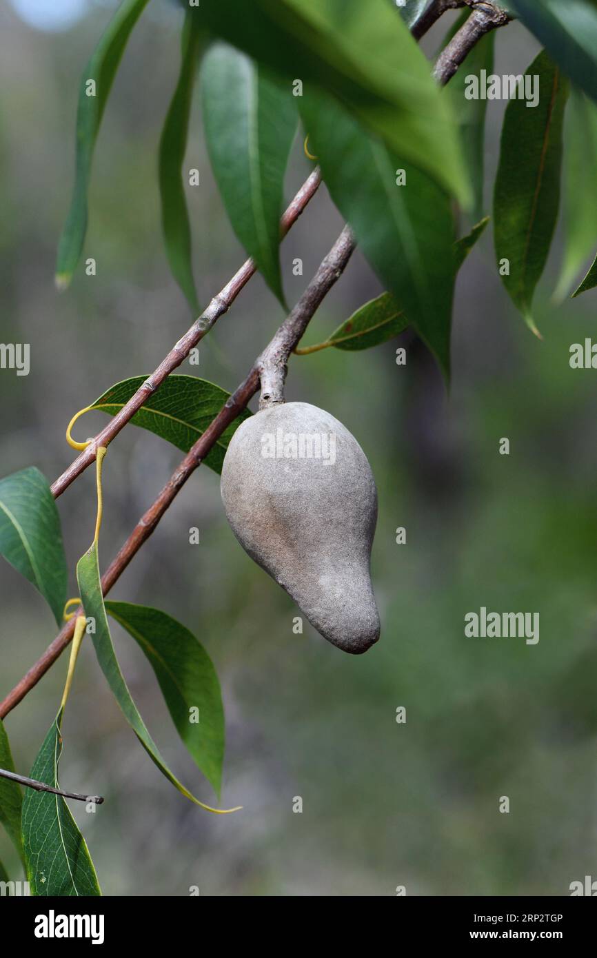 Grande frutto grigio maturo della pere legnosa autoctona australiana, Xylomelum pyriforme, famiglia Proteaceae, nella foresta di sclerofilla aperta di Sydney Foto Stock
