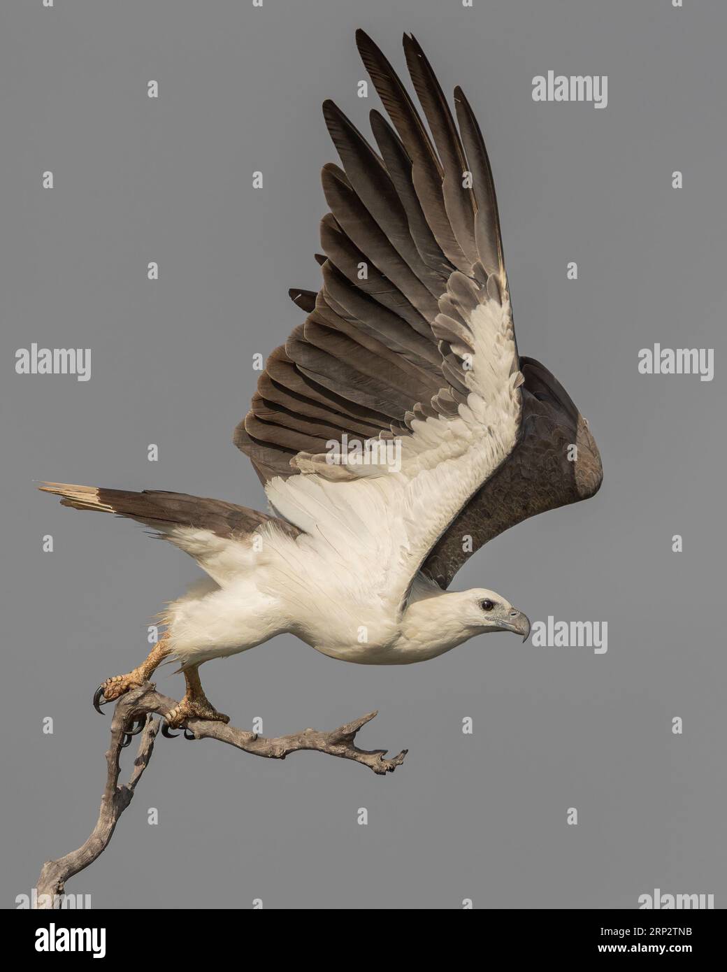 Una maestosa Sea-Eagle dai capelli bianchi prende il volo Foto Stock