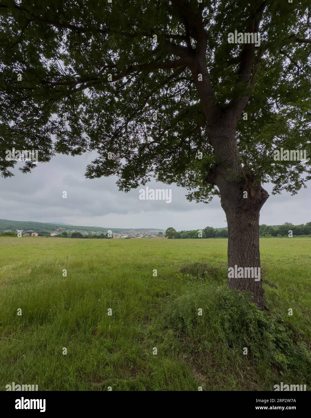 Vista di una città dietro un grande albero in campagna Foto Stock