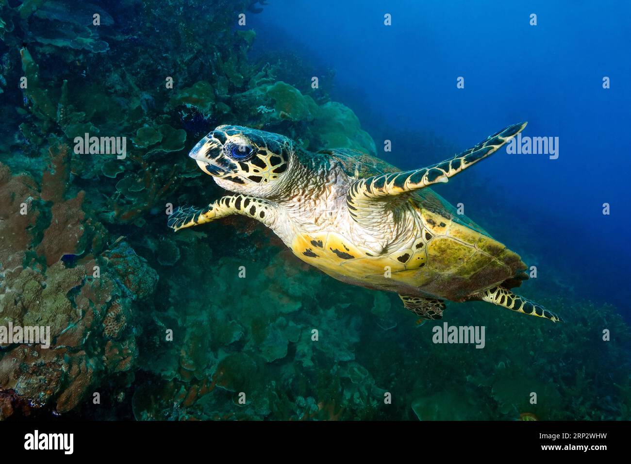 Tartaruga falco (Eretmochelys imbrikata) che nuota di fronte alla barriera corallina con coralli sassosi (Scleractinia), Oceano Pacifico, Isole Caroline Foto Stock