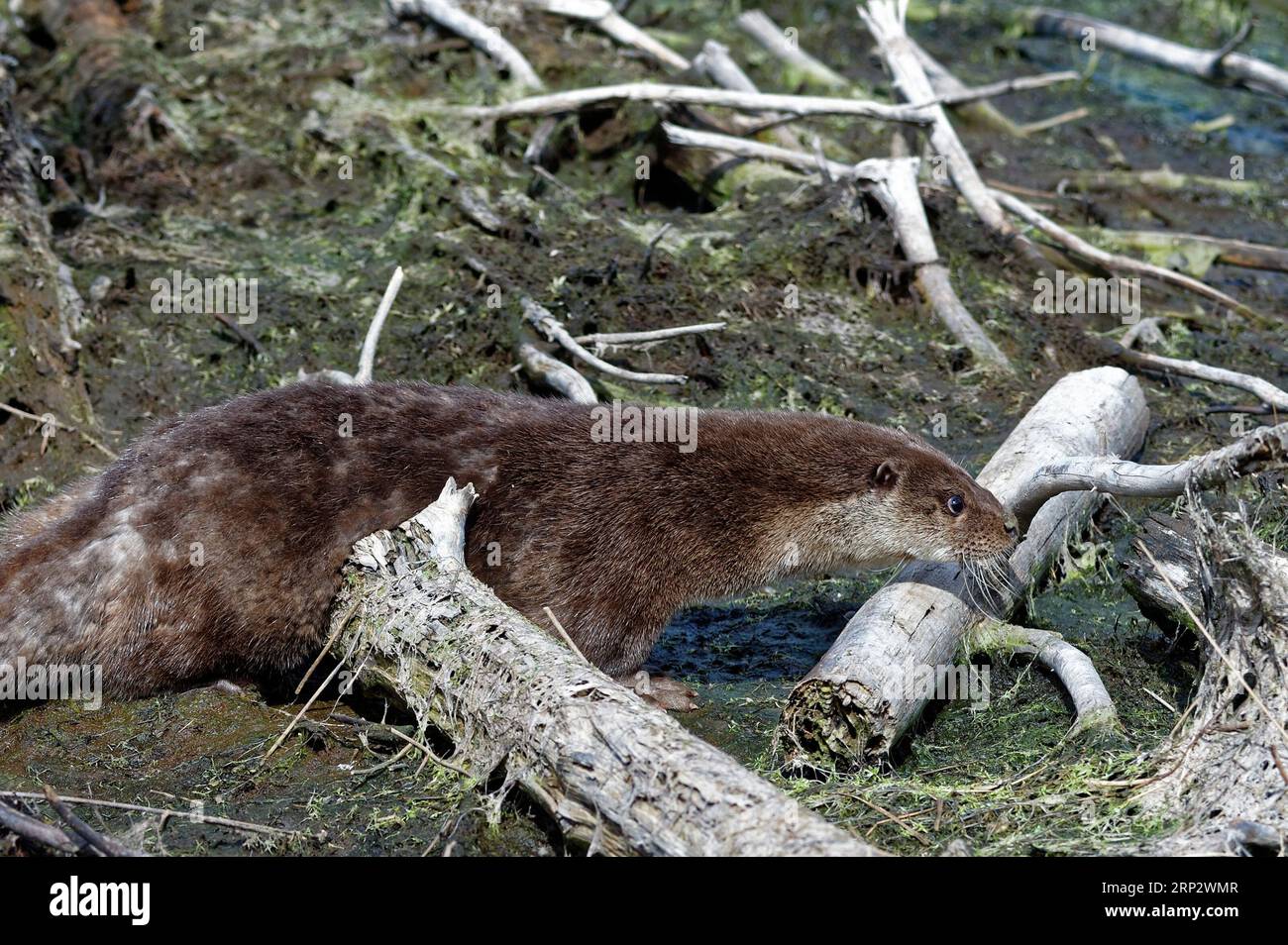 Lontra eurasiatica (Lutra lutra) - adulti sulla sponda di muschi ai margini del lago. Foto Stock