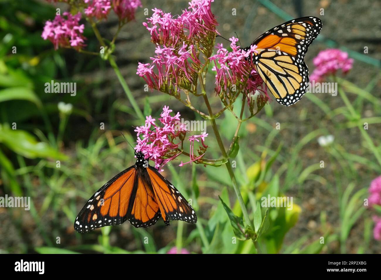 Primo piano della farfalla Monarch (Danaus plexippus), Quinta splendida, Isola di Madeira Foto Stock
