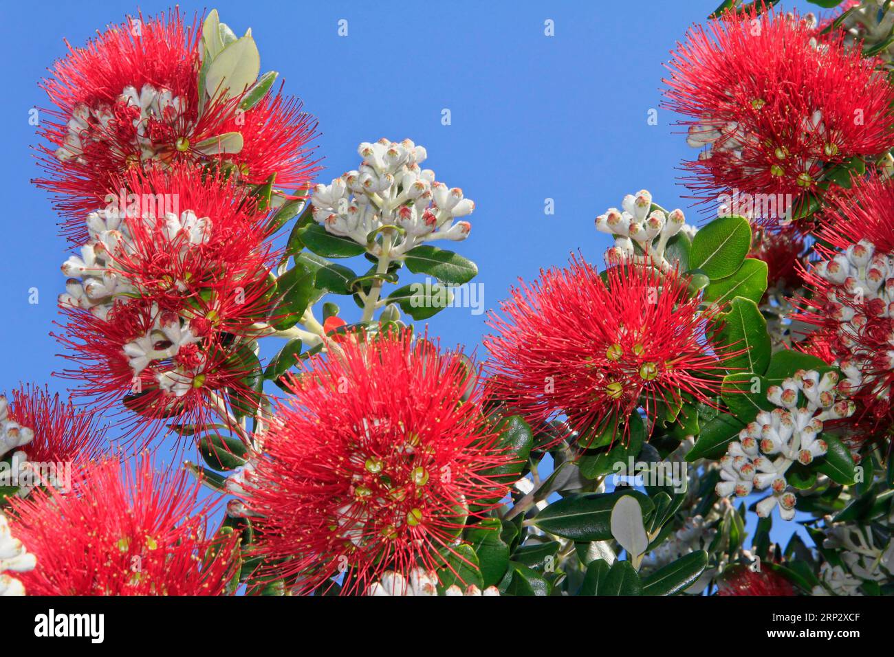 Metrosideros (Metrosideros excelsa) da vicino, fiori d'albero, lato nord, isola di Madeira Foto Stock