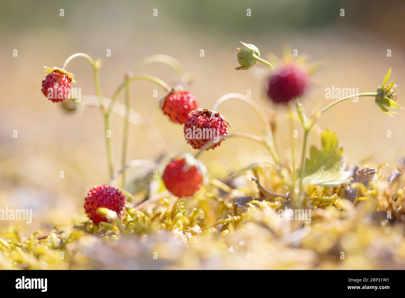Acino di fragole mature close up. Natura della Norvegia Foto Stock