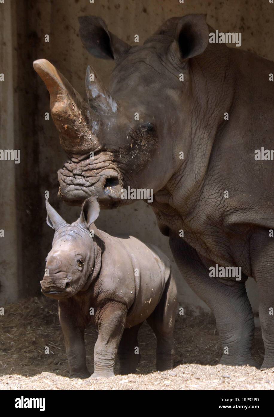 (180917) -- RAMAT GAN, 17 settembre 2018 -- Un rinoceronte bianco di tre settimane si trova accanto a sua madre Tanda al Ramat Gan Safari Park, uno zoo all'aperto vicino alla città costiera israeliana di Tel Aviv, il 17 settembre 2018. Il Ramat Gan Safari Park è lo zoo principale dell'area di Tel Aviv ed è sede della più grande collezione di animali del Medio Oriente. /Gideon Markowicz) ISRAEL-RAMAT GAN-WHITE RHINOCEROS-NEW BORN JINI PUBLICATIONxNOTxINxCHN Foto Stock