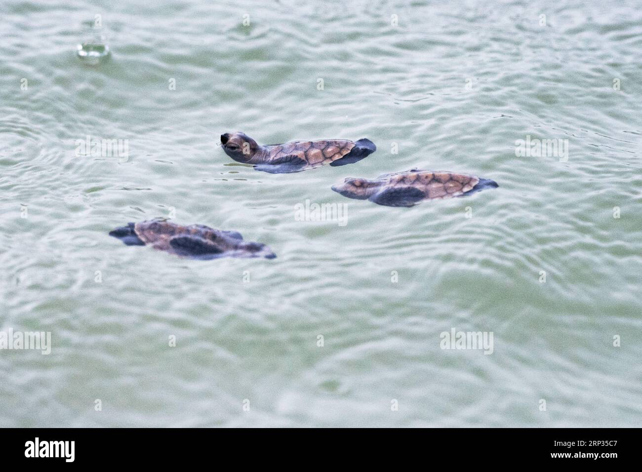 (180920) -- SINGAPORE, 20 settembre 2018, 2018 -- Una frizione di Hawksbill di tartarughe marine si dirigono con successo verso il mare dopo essersi schiusa sulla spiaggia dell'isola Sentosa di Singapore il 19 settembre 2018. ) (rh) SINGAPORE-SENTOSA ISLAND-HAWKSBILL SEA TURTLE ThenxChihxWey PUBLICATIONxNOTxINxCHN Foto Stock
