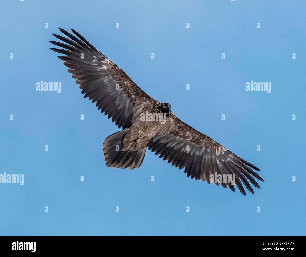 Avvoltoio barbito (Gypaetus barbatus) in volo vicino al Cervino, Cantone del Vallese, Svizzera Foto Stock