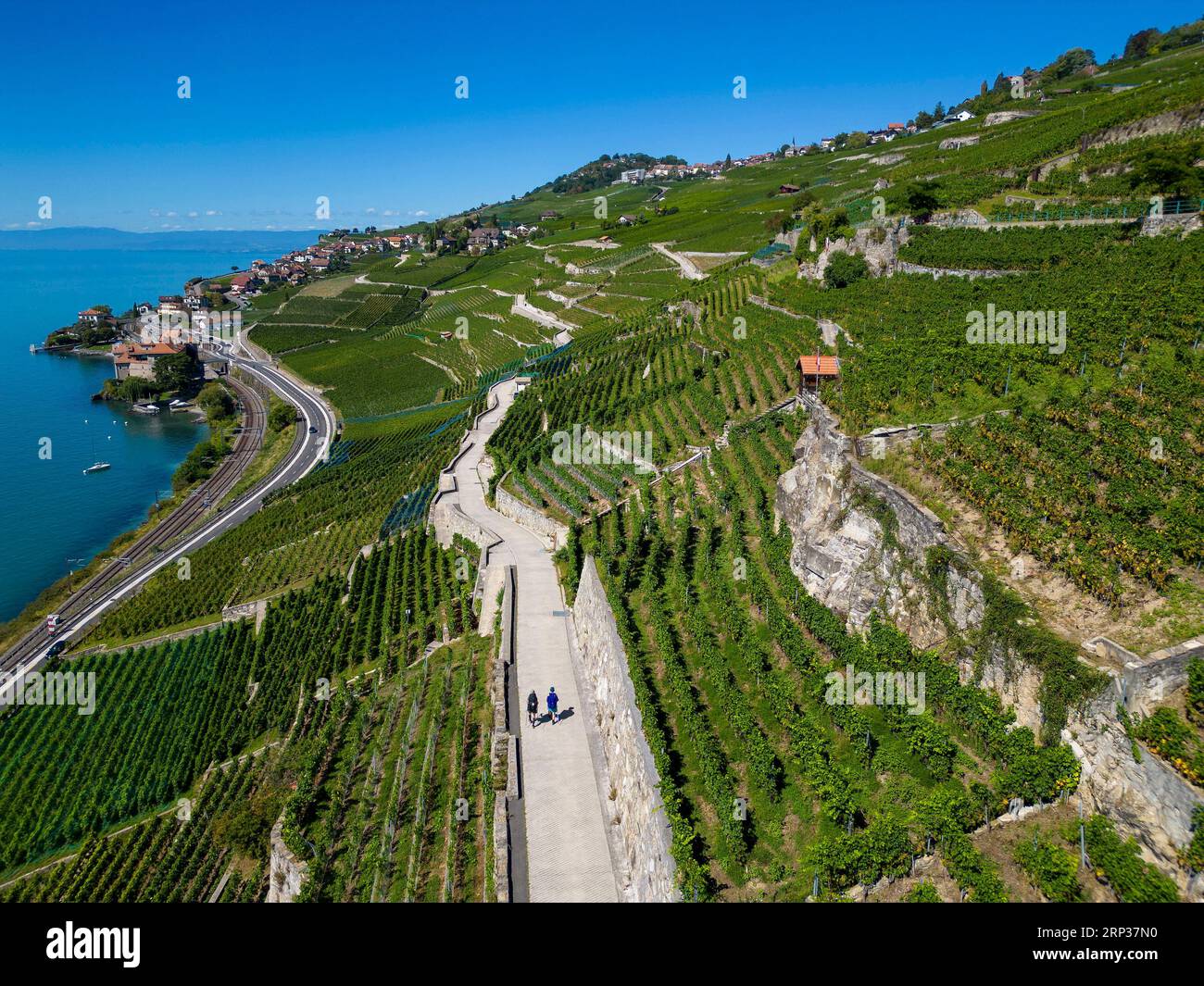 Vigneti terrazzati di Lavaux, Saint Saphorin, sito patrimonio dell'umanità dell'UNESCO dal 2007, affacciato sul lago di Ginevra nel Canton Vaud, Svizzera. Foto Stock