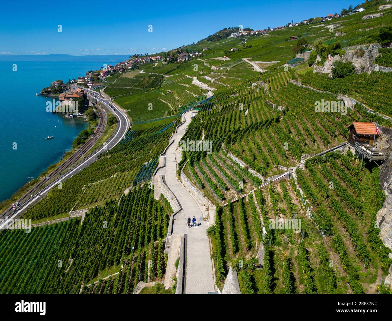 Vigneti terrazzati di Lavaux, Saint Saphorin, sito patrimonio dell'umanità dell'UNESCO dal 2007, affacciato sul lago di Ginevra nel Canton Vaud, Svizzera. Foto Stock
