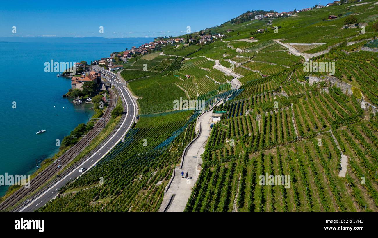 Vigneti terrazzati di Lavaux, Saint Saphorin, sito patrimonio dell'umanità dell'UNESCO dal 2007, affacciato sul lago di Ginevra nel Canton Vaud, Svizzera. Foto Stock