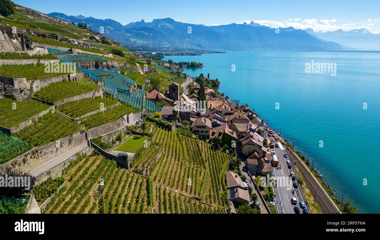 Vigneti terrazzati di Lavaux, Saint Saphorin, sito patrimonio dell'umanità dell'UNESCO dal 2007, affacciato sul lago di Ginevra nel Canton Vaud, Svizzera. Foto Stock