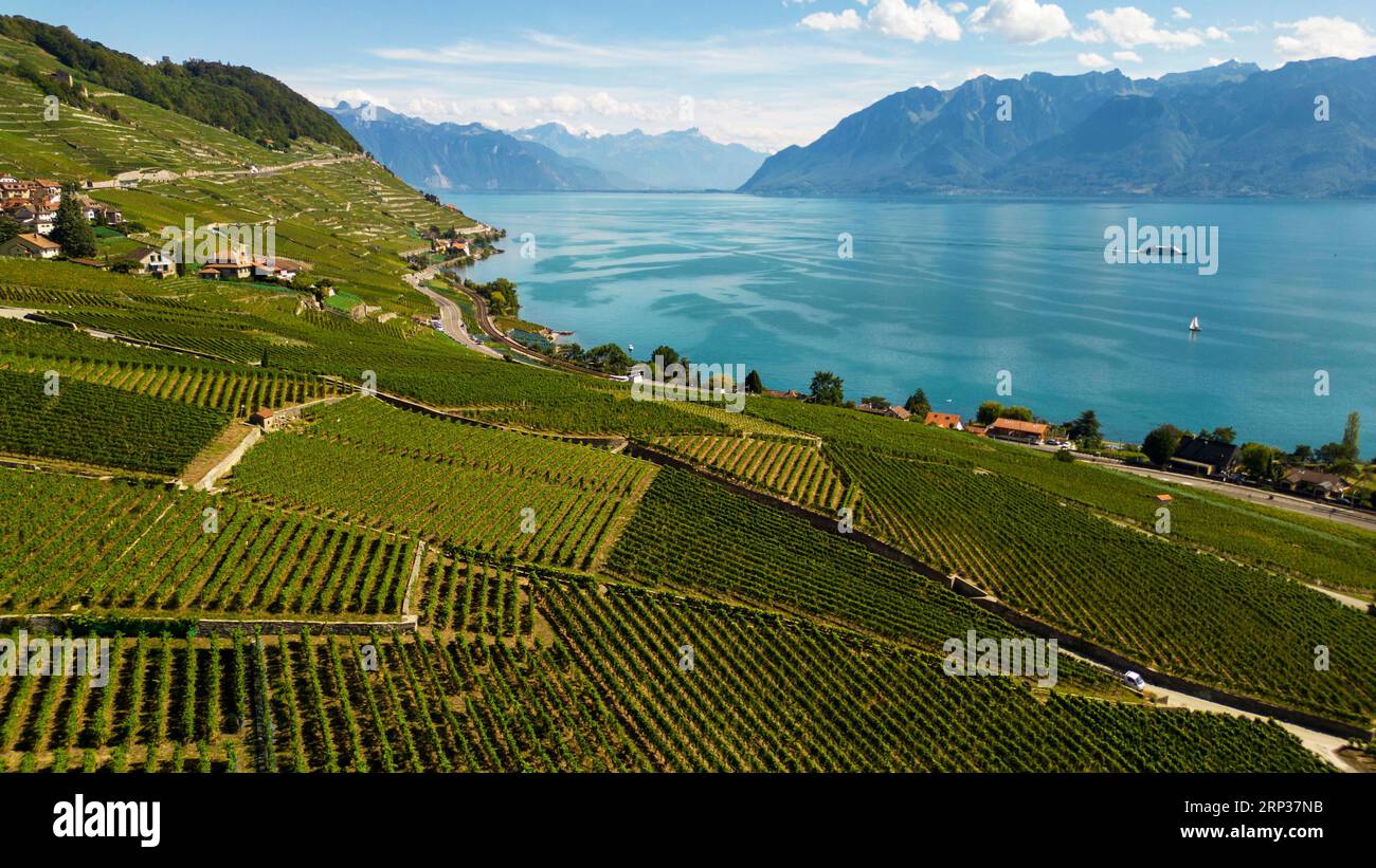 Vigneti terrazzati di Lavaux, patrimonio dell'umanità dell'UNESCO dal 2007, affacciati sul lago di Ginevra nel Canton Vaud, Svizzera. Foto Stock
