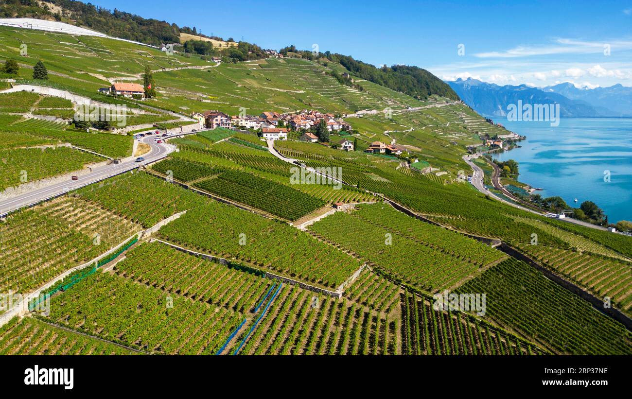 Vigneti terrazzati di Lavaux, patrimonio dell'umanità dell'UNESCO dal 2007, affacciati sul lago di Ginevra nel Canton Vaud, Svizzera. Foto Stock