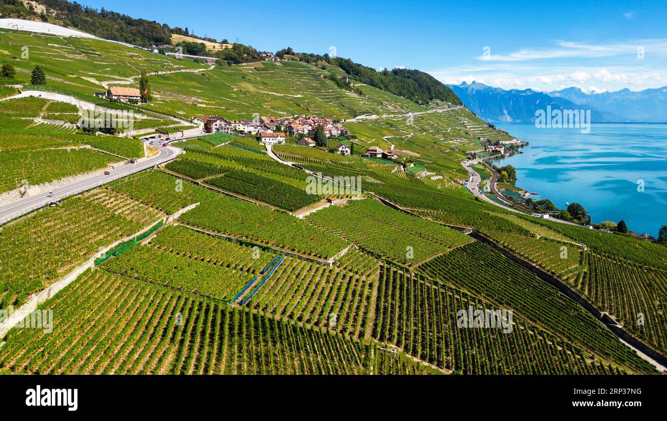 Vigneti terrazzati di Lavaux, patrimonio dell'umanità dell'UNESCO dal 2007, affacciati sul lago di Ginevra nel Canton Vaud, Svizzera. Foto Stock