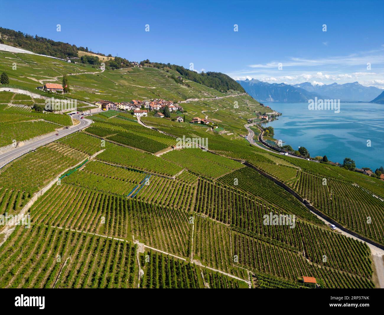 Vigneti terrazzati di Lavaux, patrimonio dell'umanità dell'UNESCO dal 2007, affacciati sul lago di Ginevra nel Canton Vaud, Svizzera. Foto Stock