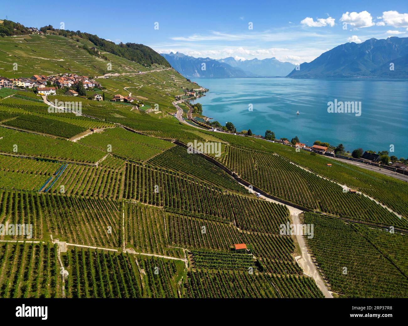 Vigneti terrazzati di Lavaux, patrimonio dell'umanità dell'UNESCO dal 2007, affacciati sul lago di Ginevra nel Canton Vaud, Svizzera. Foto Stock