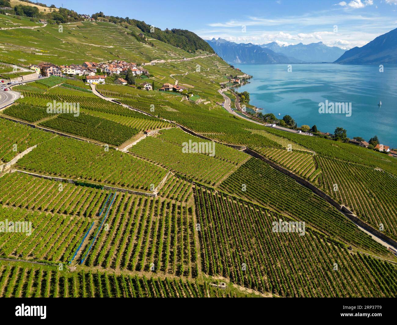 Vigneti terrazzati di Lavaux, patrimonio dell'umanità dell'UNESCO dal 2007, affacciati sul lago di Ginevra nel Canton Vaud, Svizzera. Foto Stock