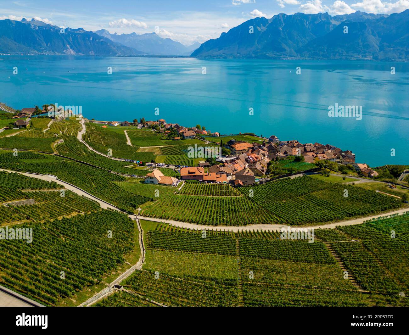 Vigneti terrazzati di Lavaux, vicino a Chexbres. Sito patrimonio dell'umanità dell'UNESCO dal 2007 affacciato sul lago di Ginevra nel Cantone di Vaud, Svizzera. Foto Stock