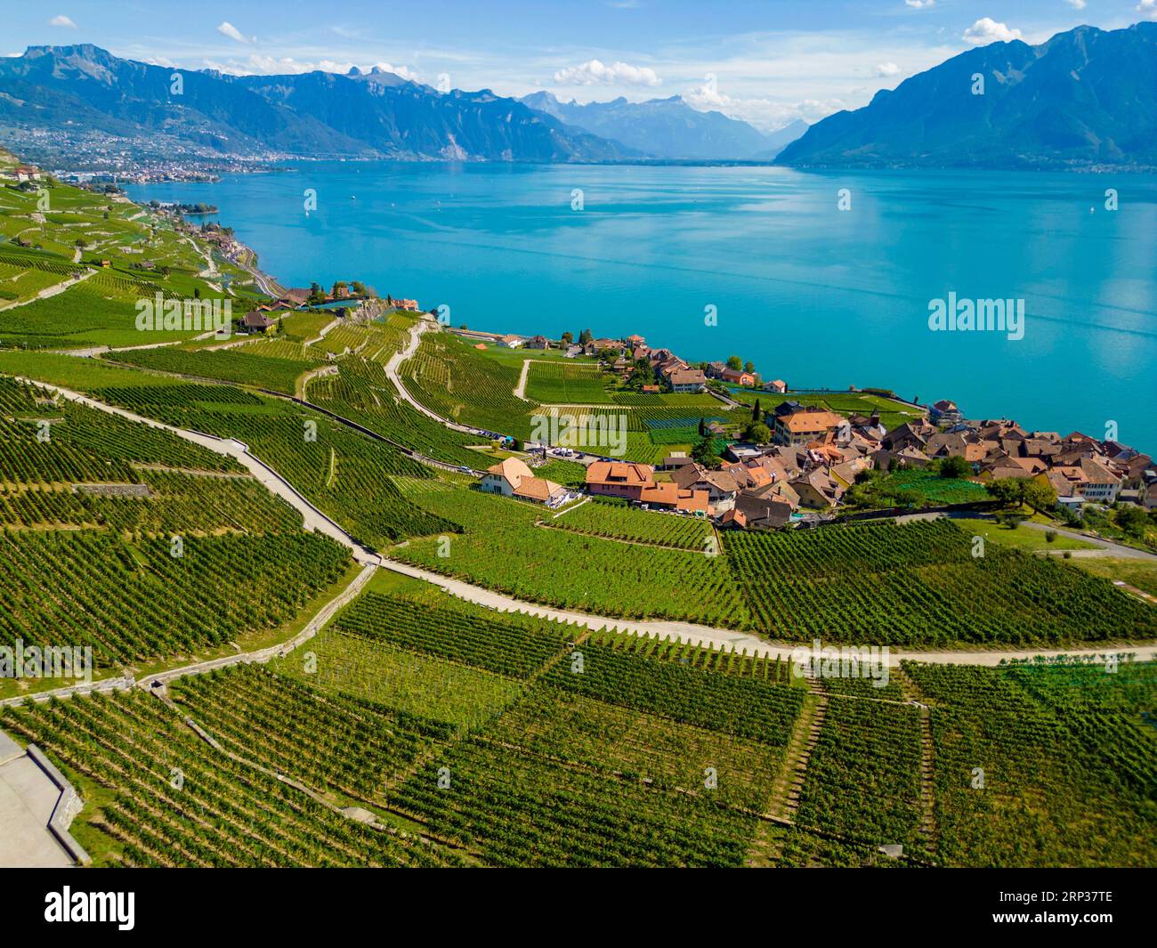 Vigneti terrazzati di Lavaux, vicino a Chexbres. Sito patrimonio dell'umanità dell'UNESCO dal 2007 affacciato sul lago di Ginevra nel Cantone di Vaud, Svizzera. Foto Stock