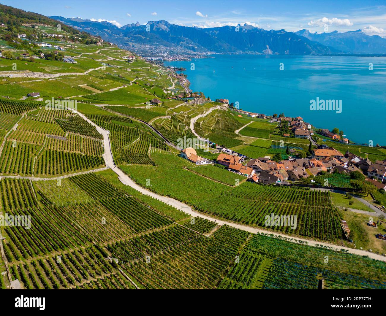Vigneti terrazzati di Lavaux, vicino a Chexbres. Sito patrimonio dell'umanità dell'UNESCO dal 2007 affacciato sul lago di Ginevra nel Cantone di Vaud, Svizzera. Foto Stock