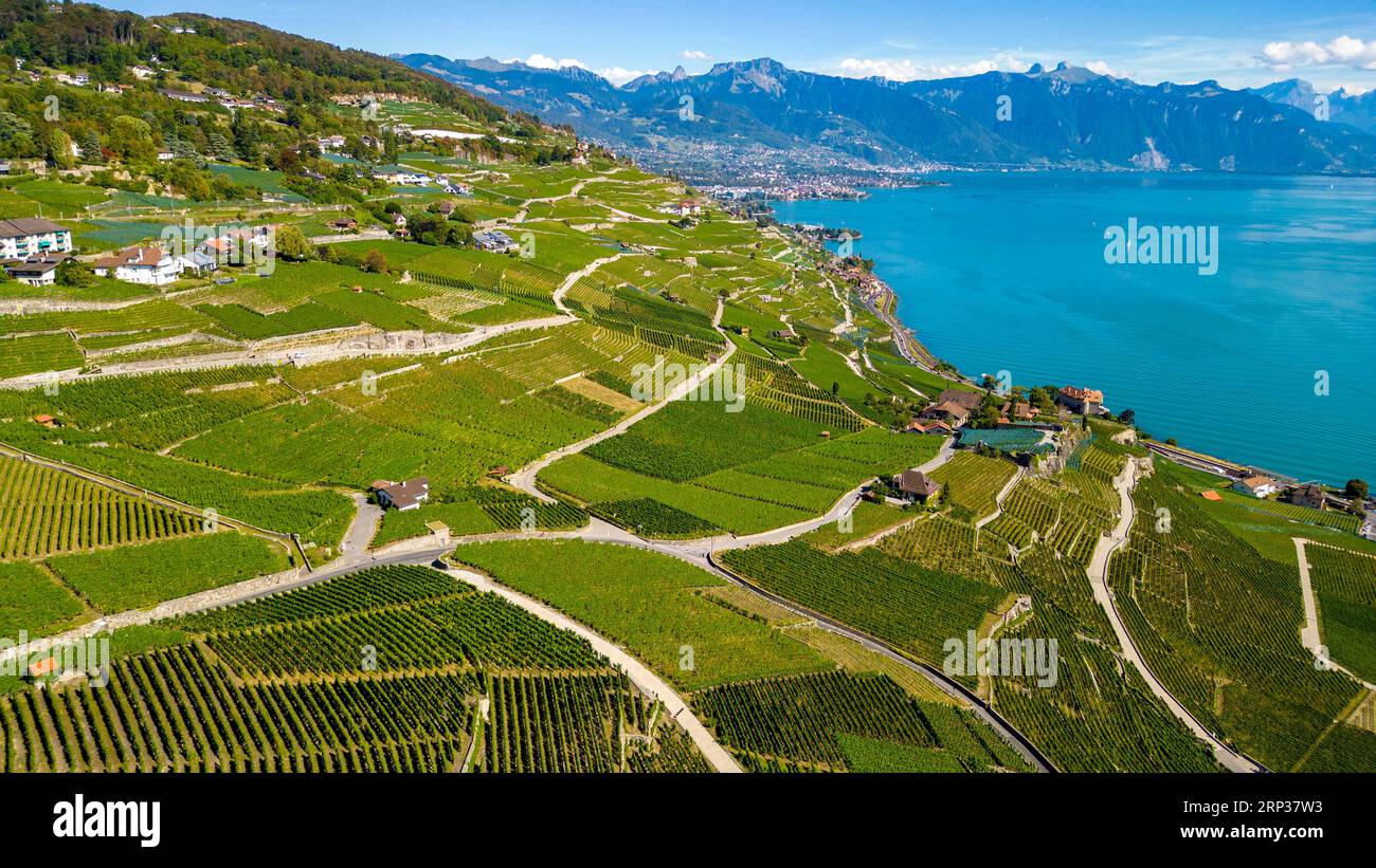 Vigneti terrazzati di Lavaux, vicino a Chexbres. Sito patrimonio dell'umanità dell'UNESCO dal 2007 affacciato sul lago di Ginevra nel Cantone di Vaud, Svizzera. Foto Stock