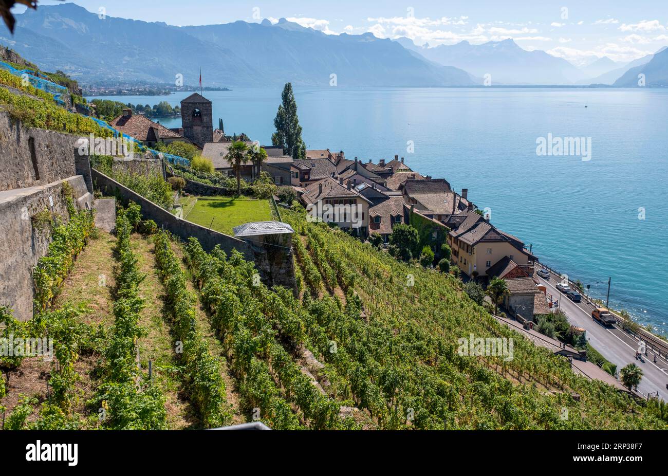 Vigneti terrazzati di Lavaux, Saint Saphorin, sito patrimonio dell'umanità dell'UNESCO dal 2007, affacciato sul lago di Ginevra nel Canton Vaud, Svizzera. Foto Stock