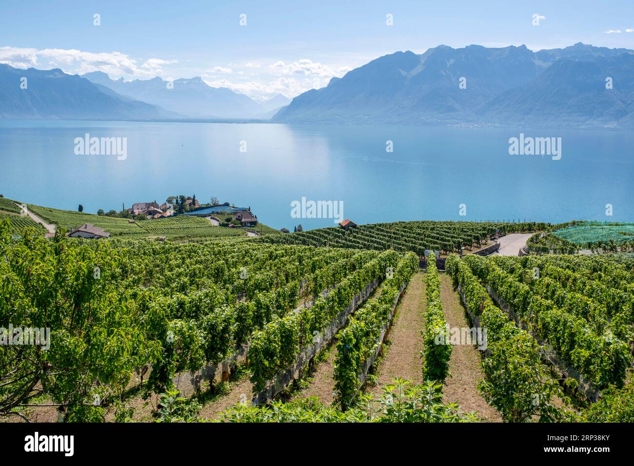 Vigneti terrazzati di Lavaux, vicino a Chexbres. Sito patrimonio dell'umanità dell'UNESCO dal 2007 affacciato sul lago di Ginevra nel Cantone di Vaud, Svizzera. Foto Stock
