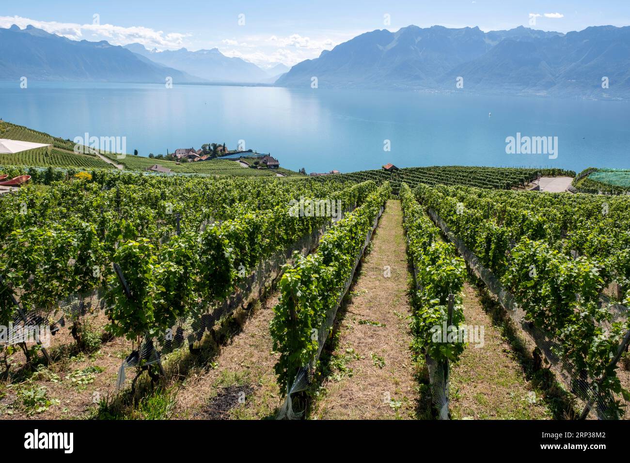 Vigneti terrazzati di Lavaux, vicino a Chexbres. Sito patrimonio dell'umanità dell'UNESCO dal 2007 affacciato sul lago di Ginevra nel Cantone di Vaud, Svizzera. Foto Stock