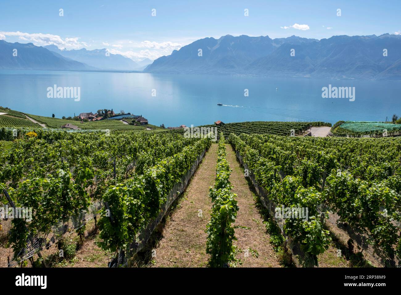 Vigneti terrazzati di Lavaux, vicino a Chexbres. Sito patrimonio dell'umanità dell'UNESCO dal 2007 affacciato sul lago di Ginevra nel Cantone di Vaud, Svizzera. Foto Stock