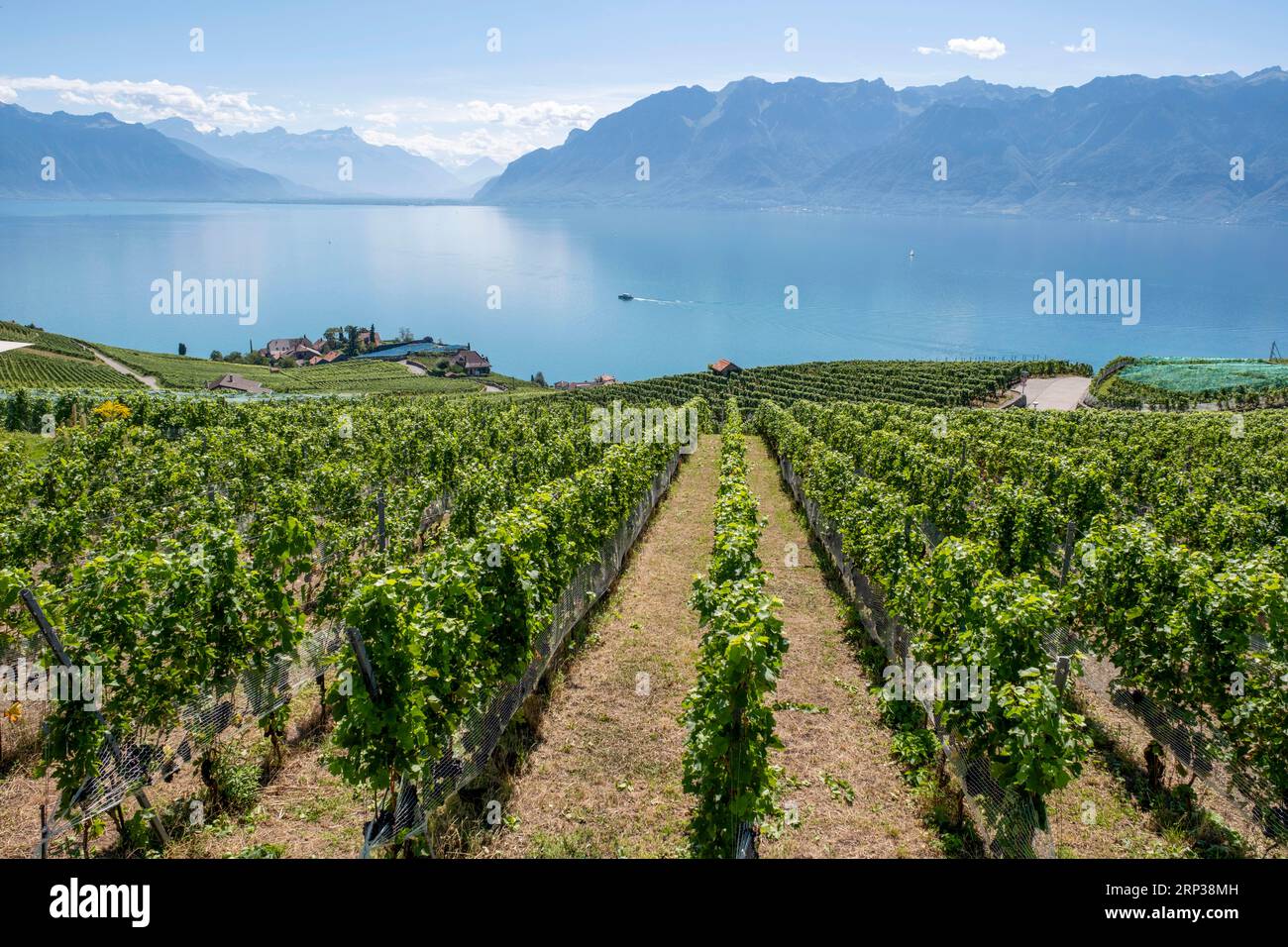 Vigneti terrazzati di Lavaux, vicino a Chexbres. Sito patrimonio dell'umanità dell'UNESCO dal 2007 affacciato sul lago di Ginevra nel Cantone di Vaud, Svizzera. Foto Stock