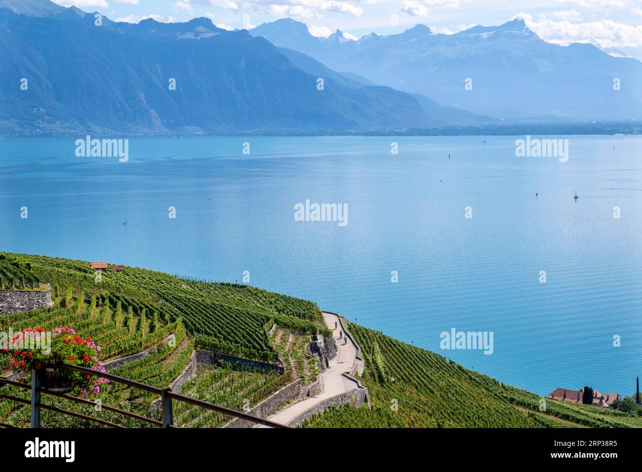 Vigneti terrazzati di Lavaux, vicino a Chexbres. Sito patrimonio dell'umanità dell'UNESCO dal 2007 affacciato sul lago di Ginevra nel Cantone di Vaud, Svizzera. Foto Stock