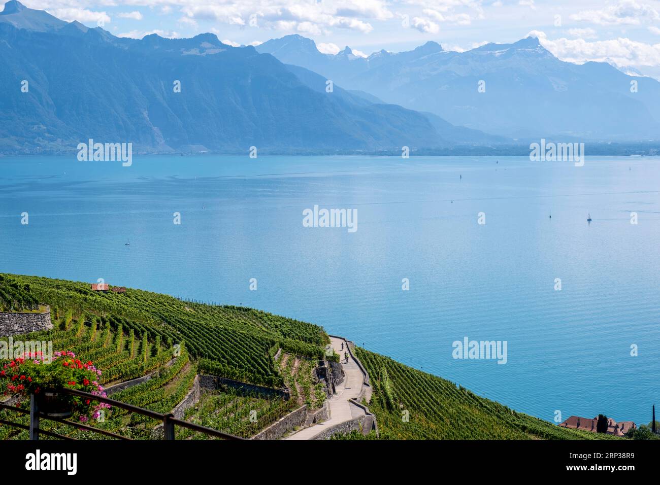 Vigneti terrazzati di Lavaux, vicino a Chexbres. Sito patrimonio dell'umanità dell'UNESCO dal 2007 affacciato sul lago di Ginevra nel Cantone di Vaud, Svizzera. Foto Stock