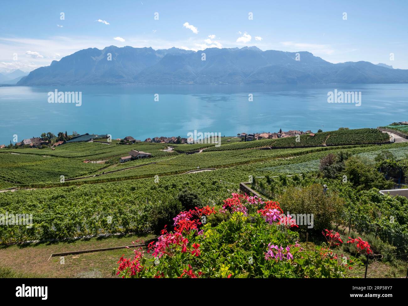 Vigneti terrazzati di Lavaux, vicino a Chexbres. Sito patrimonio dell'umanità dell'UNESCO dal 2007 affacciato sul lago di Ginevra nel Cantone di Vaud, Svizzera. Foto Stock