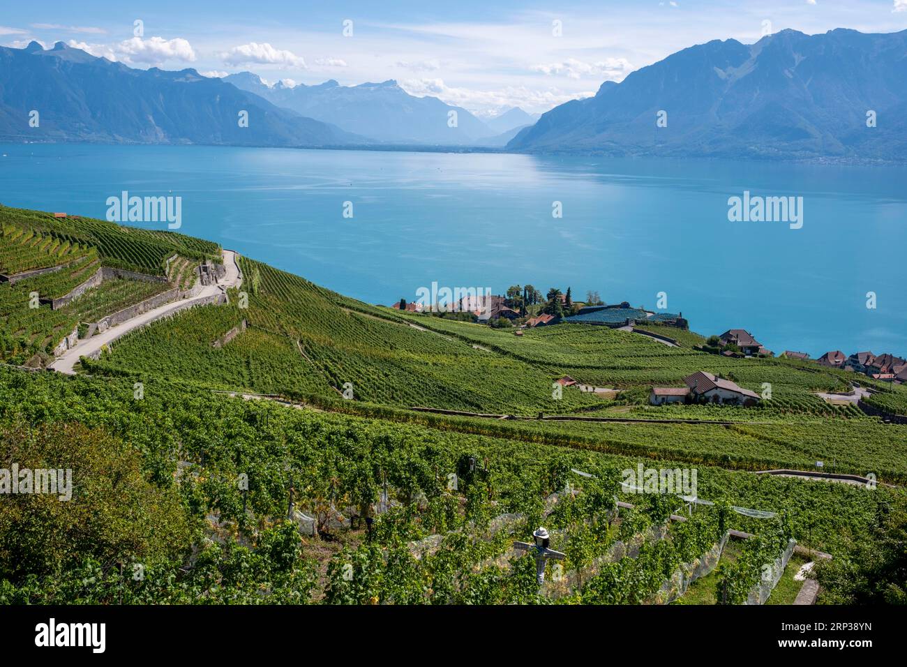 Vigneti terrazzati di Lavaux, vicino a Chexbres. Sito patrimonio dell'umanità dell'UNESCO dal 2007 affacciato sul lago di Ginevra nel Cantone di Vaud, Svizzera. Foto Stock