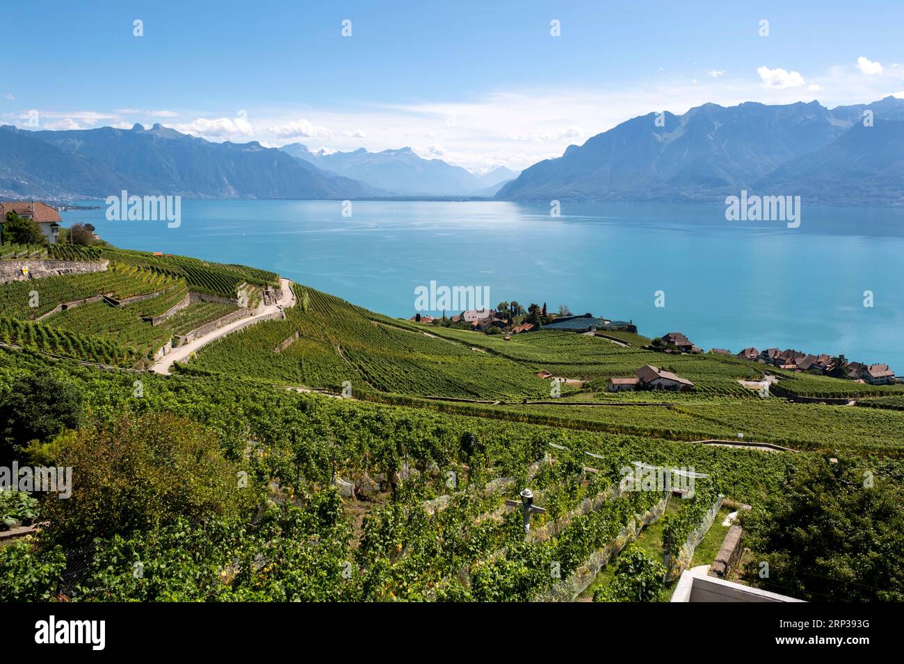 Vigneti terrazzati di Lavaux, vicino a Chexbres. Sito patrimonio dell'umanità dell'UNESCO dal 2007 affacciato sul lago di Ginevra nel Cantone di Vaud, Svizzera. Foto Stock