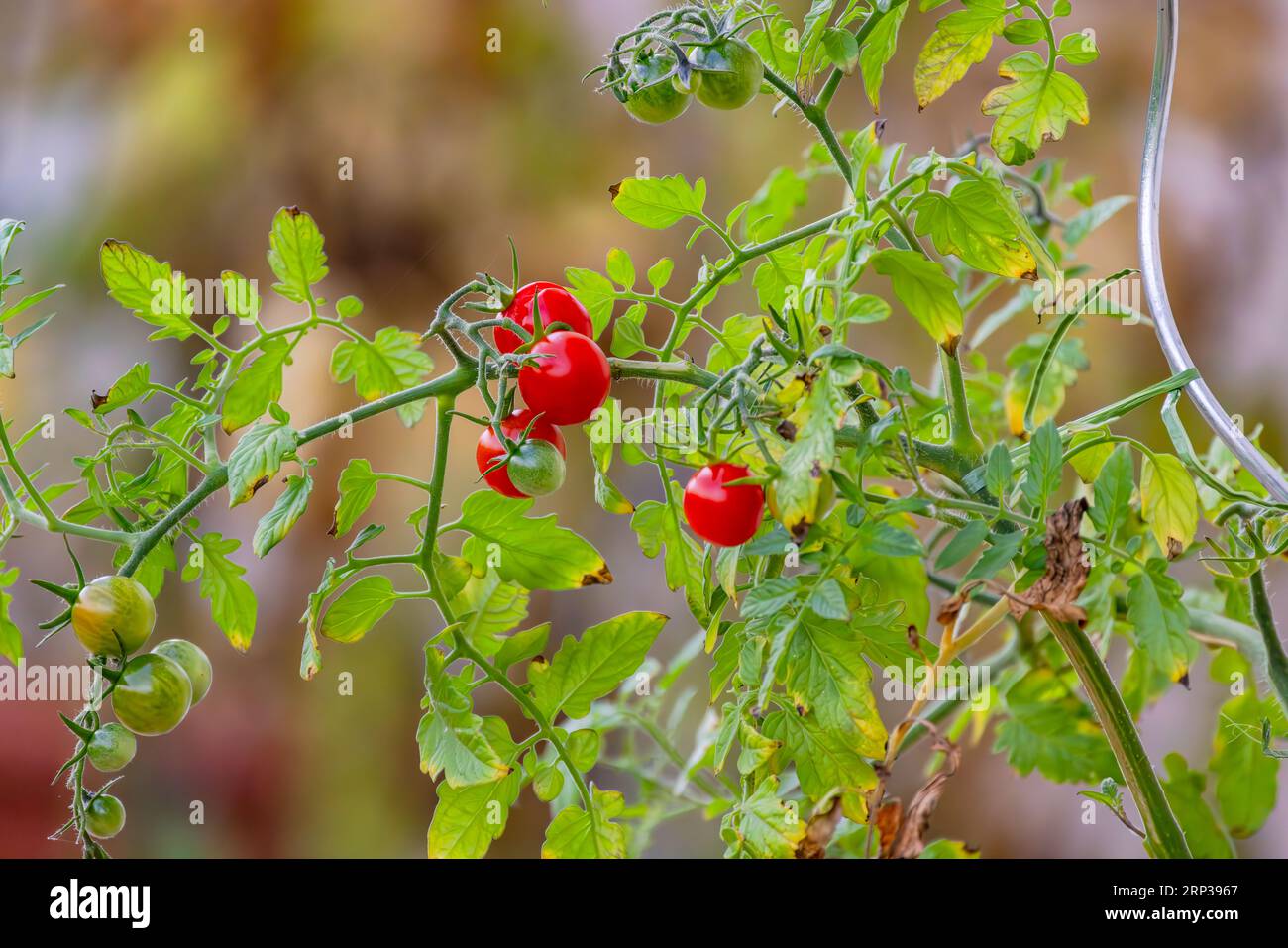 Diversi pomodori rossi e verdi su un cespuglio isolato in estate Foto Stock