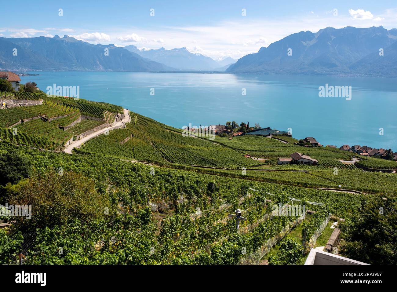 Vigneti terrazzati di Lavaux, vicino a Chexbres. Sito patrimonio dell'umanità dell'UNESCO dal 2007 affacciato sul lago di Ginevra nel Cantone di Vaud, Svizzera. Foto Stock