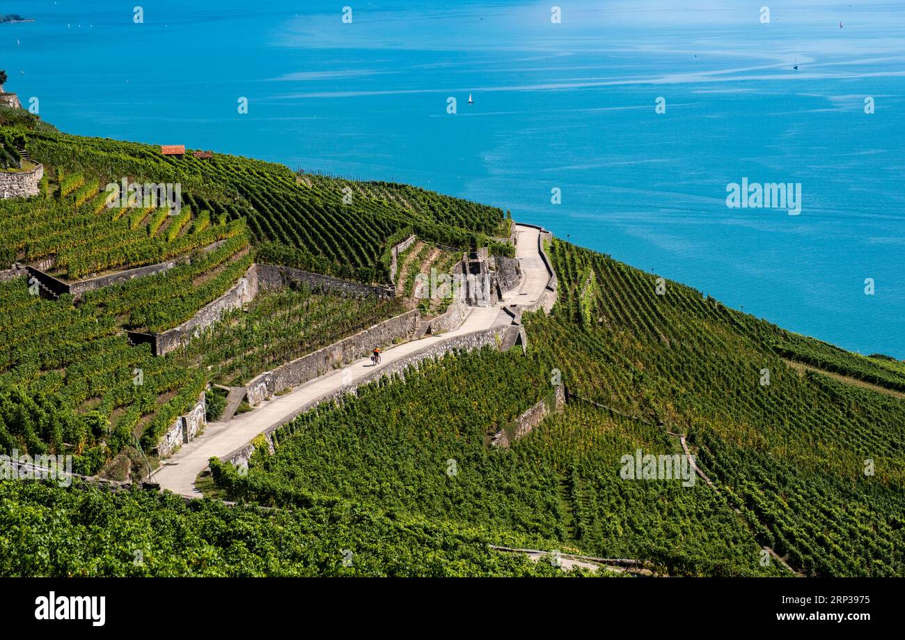 Vigneti terrazzati di Lavaux, vicino a Chexbres. Sito patrimonio dell'umanità dell'UNESCO dal 2007 affacciato sul lago di Ginevra nel Cantone di Vaud, Svizzera. Foto Stock