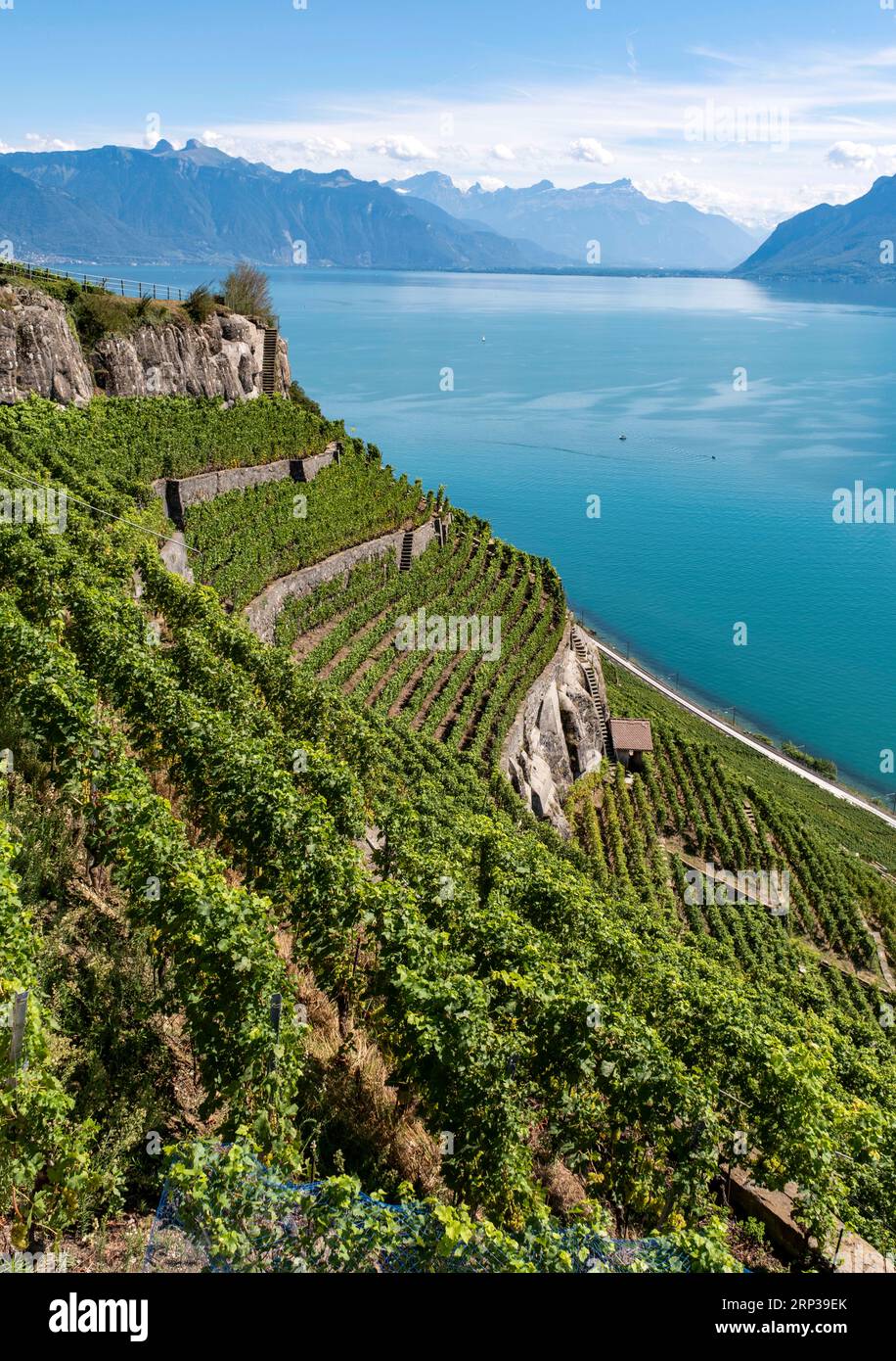 Vigneti terrazzati di Lavaux, patrimonio dell'umanità dell'UNESCO dal 2007, affacciati sul lago di Ginevra nel Canton Vaud, Svizzera. Foto Stock