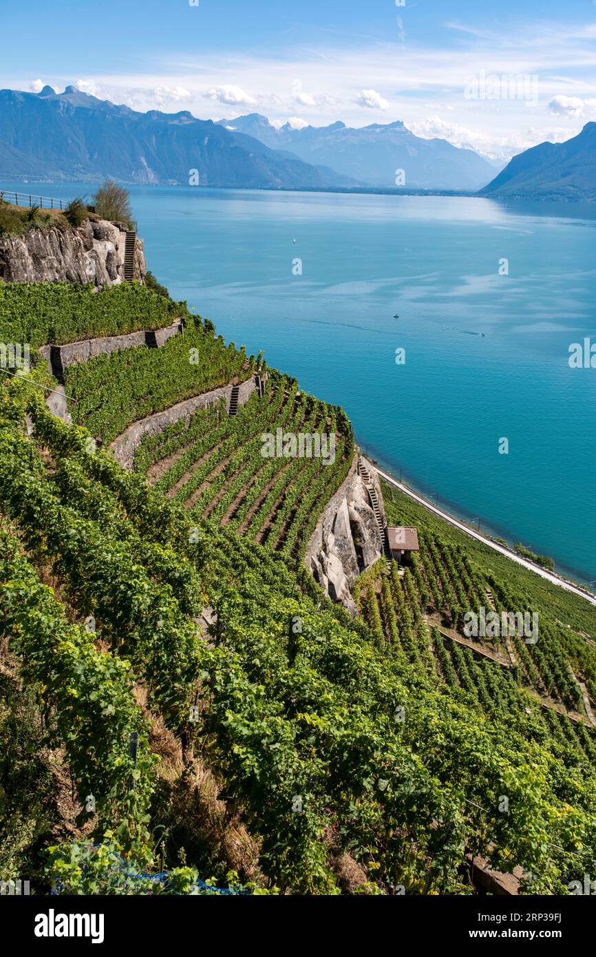 Vigneti terrazzati di Lavaux, patrimonio dell'umanità dell'UNESCO dal 2007, affacciati sul lago di Ginevra nel Canton Vaud, Svizzera. Foto Stock