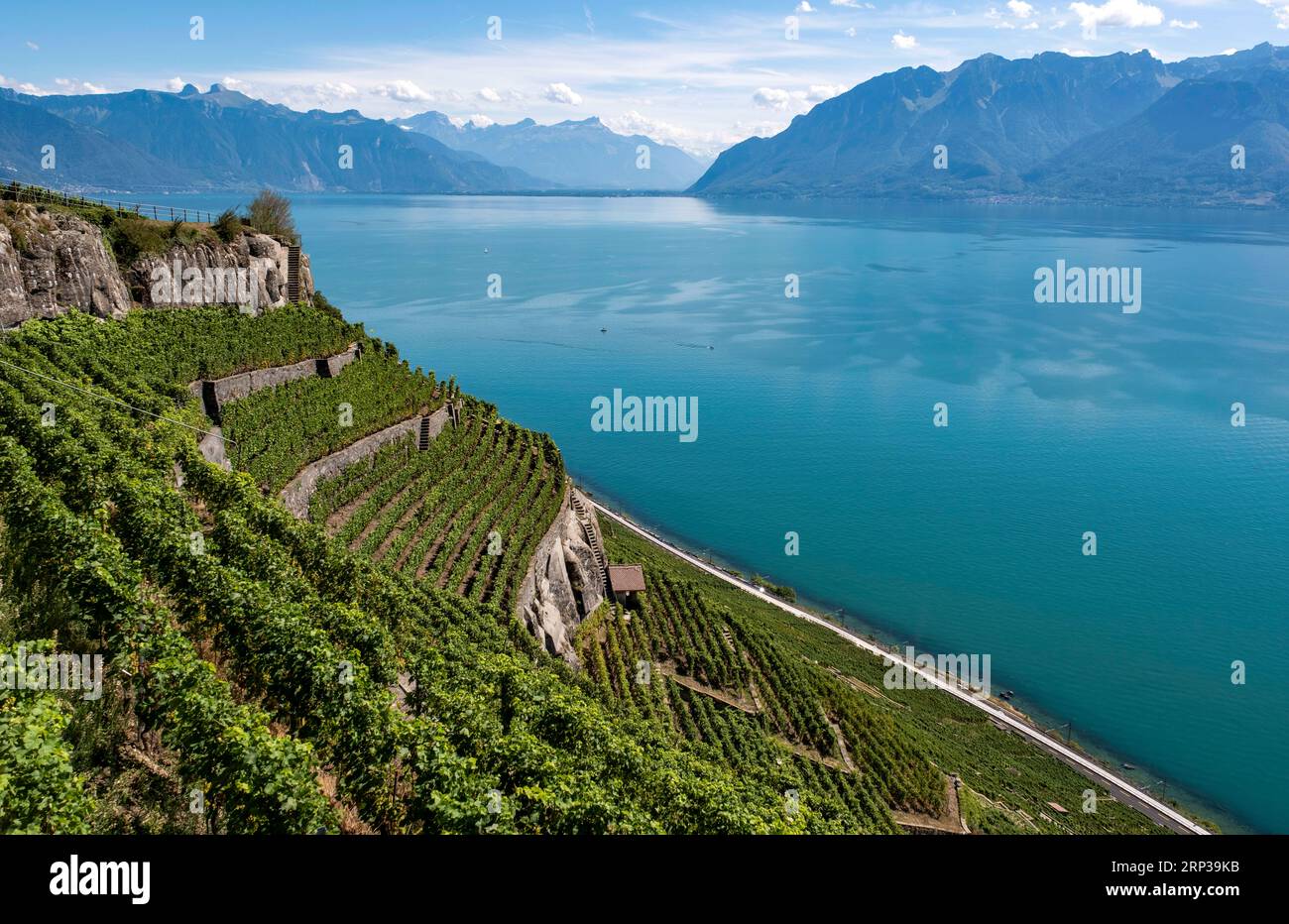 Vigneti terrazzati di Lavaux, patrimonio dell'umanità dell'UNESCO dal 2007, affacciati sul lago di Ginevra nel Canton Vaud, Svizzera. Foto Stock