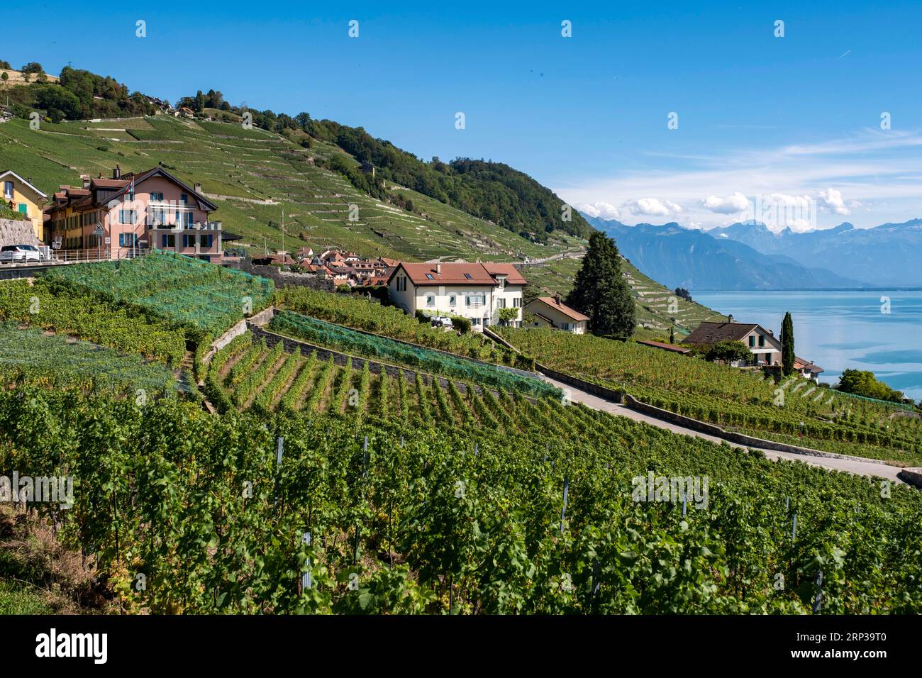 Vigneti terrazzati di Lavaux, patrimonio dell'umanità dell'UNESCO dal 2007, affacciati sul lago di Ginevra nel Canton Vaud, Svizzera. Foto Stock