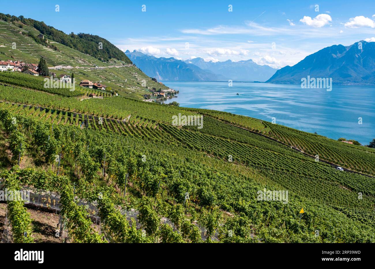 Vigneti terrazzati di Lavaux, patrimonio dell'umanità dell'UNESCO dal 2007, affacciati sul lago di Ginevra nel Canton Vaud, Svizzera. Foto Stock