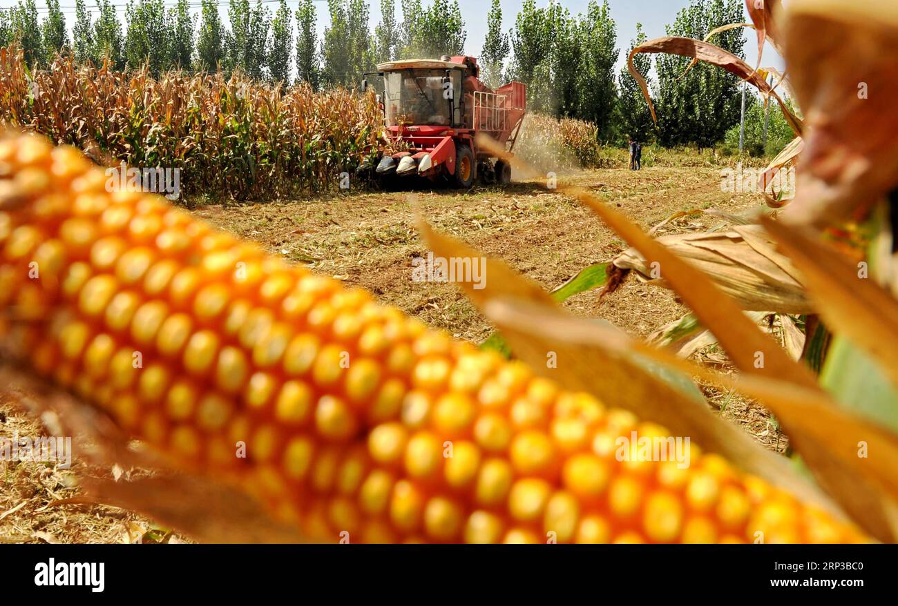 (180929) -- CANGZHOU, 29 settembre 2018 -- Un mietitore vende i grani nel villaggio Dongguandao della città di Botou, provincia di Hebei nella Cina settentrionale, 29 settembre 2018. ) (Zyd) CINA-HEBEI-CANGZHOU-HARVEST (CN) MuxYu PUBLICATIONxNOTxINxCHN Foto Stock