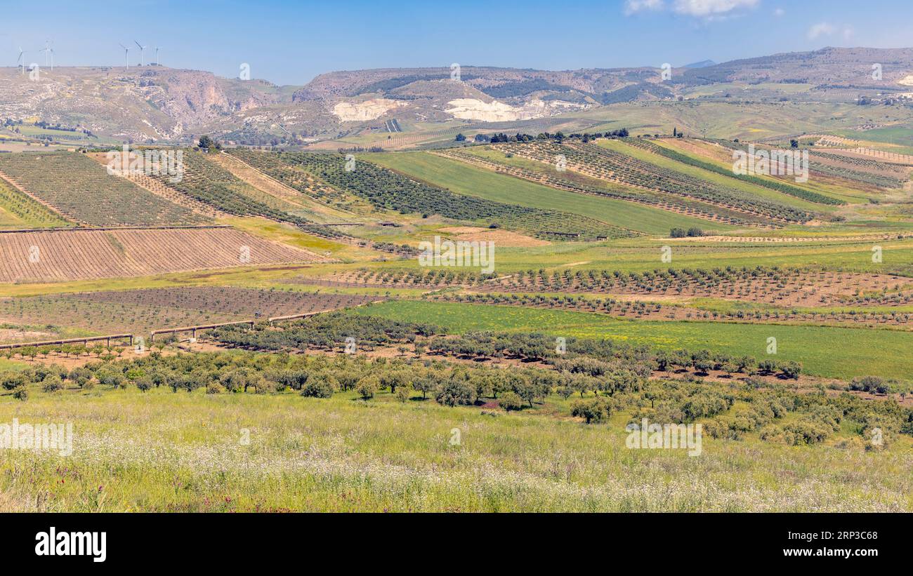 Paesaggio agricolo nei pressi di Menfi, provincia di Agrigento, Sicilia, Italia. Foto Stock