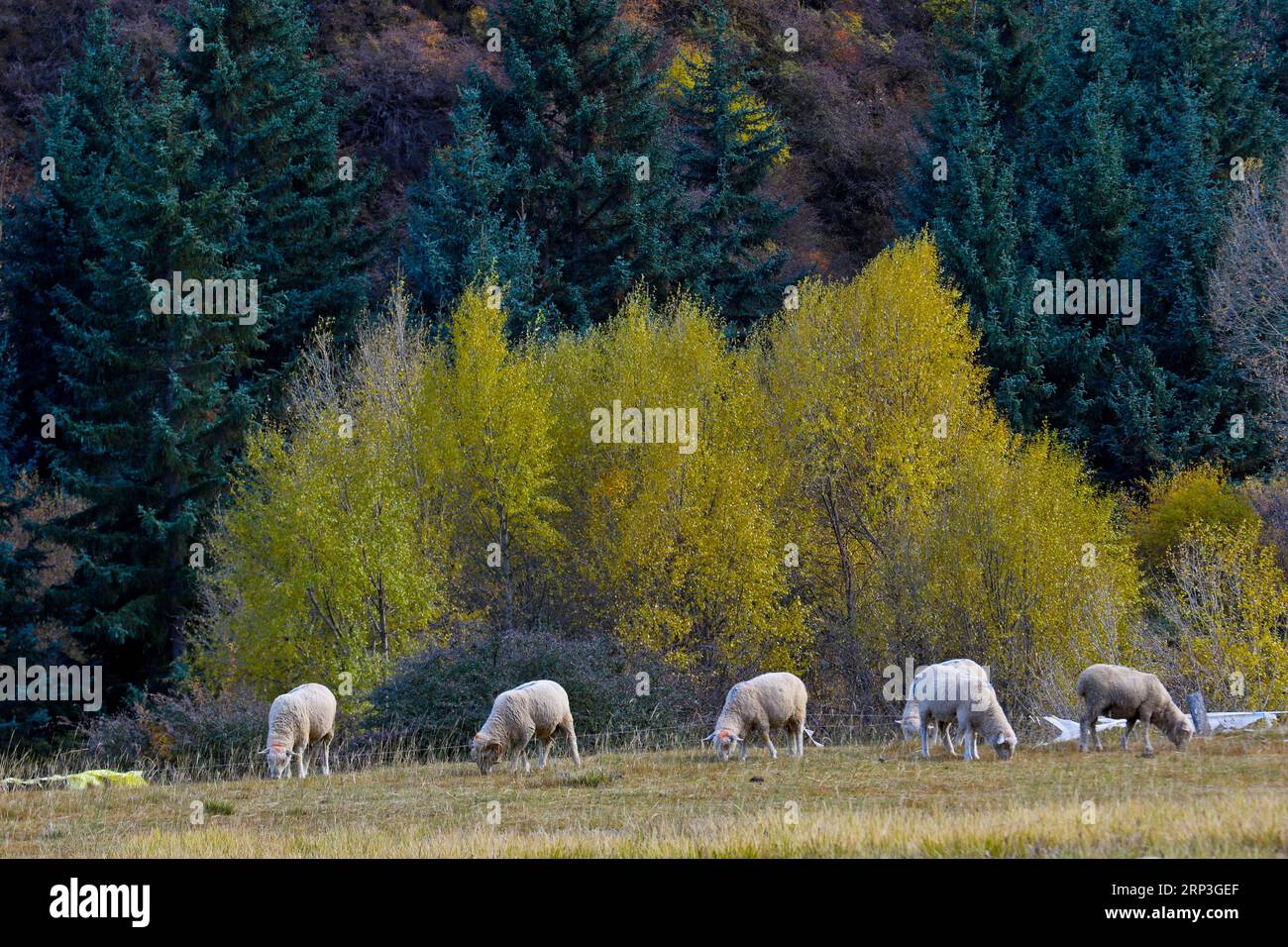 (181005) -- ZHANGYE, 5 ottobre 2018 -- foto scattata il 4 ottobre 2018 mostra lo scenario autunnale dei monti Qiliani nella cittadina tibetana di Mati nella contea autonoma di Sunan Yugur, provincia del Gansu della Cina nord-occidentale. ) (Hxy) CHINA-ZHANGYE-QILIAN MOUNTAINS-LANDSCAPE (CN) WangxJiang PUBLICATIONxNOTxINxCHN Foto Stock