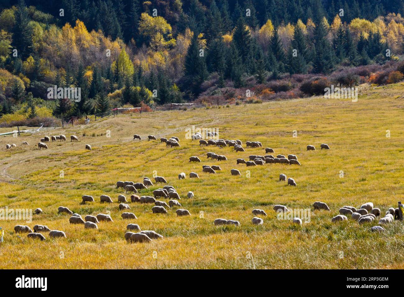 (181005) -- ZHANGYE, 5 ottobre 2018 -- foto scattata il 4 ottobre 2018 mostra lo scenario autunnale dei monti Qiliani nella cittadina tibetana di Mati nella contea autonoma di Sunan Yugur, provincia del Gansu della Cina nord-occidentale. ) (Hxy) CHINA-ZHANGYE-QILIAN MOUNTAINS-LANDSCAPE (CN) WangxJiang PUBLICATIONxNOTxINxCHN Foto Stock