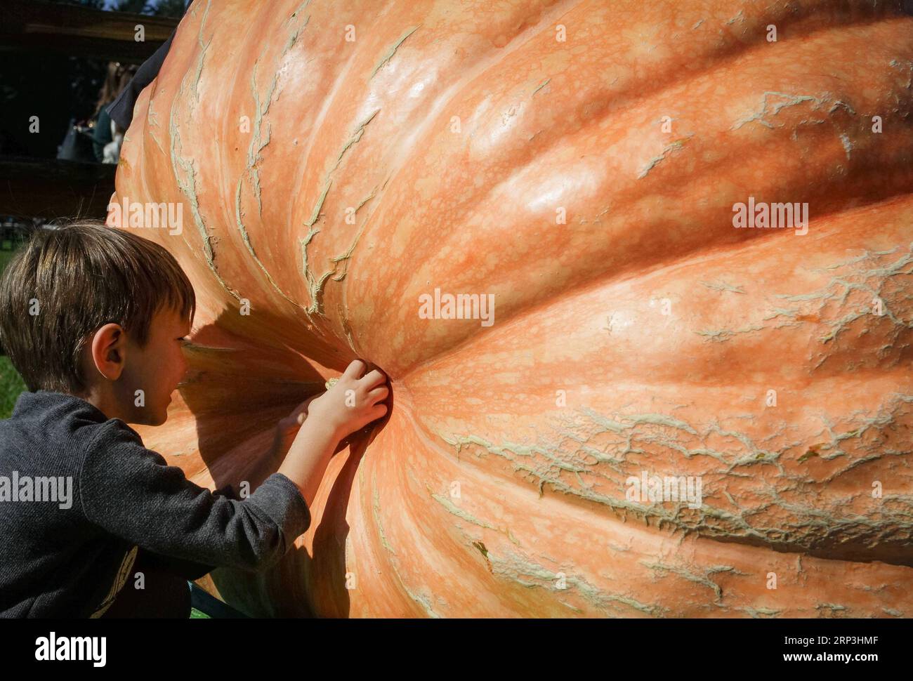 USA, Riesen-Kürbis Wettbewerb in Langley (181007) -- LANGLEY, 7 ottobre 2018 -- A child takes A close look on a Giant Pumpkin during the Giant Pumpkin Weigh-Off Event in Langley, Canada, 6 ottobre 2018. ) (wtc) CANADA-LANGLEY-GIANT PUMPKIN WEIGH-OFF EVENT LiangxSen PUBLICATIONxNOTxINxCHN Foto Stock