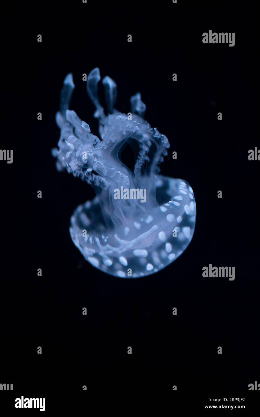 Meduse australiane maculate (Phyllorhiza punctata) nell'acqua di mare. Meduse blu bianche nell'habitat naturale dell'oceano. Campanello galleggiante medusa da Pa Foto Stock